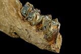 Irish Elk Jaw Section - Pleistocene, Germany #123490-4